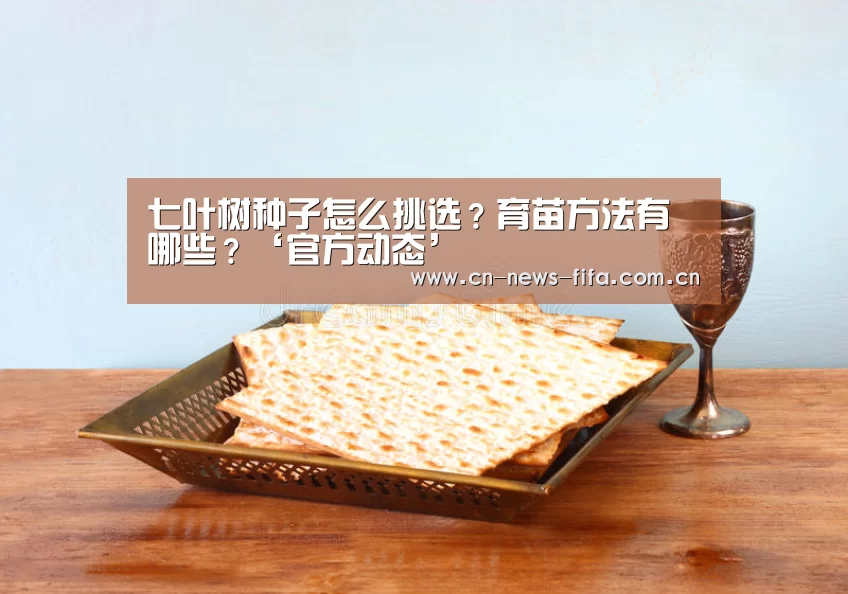 世界杯中文网