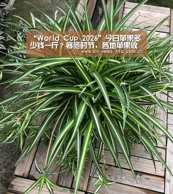 “World Cup 2026”今日苹果多少钱一斤?寒冬时节,各地苹果收购行情如何?(图3) 官方动态